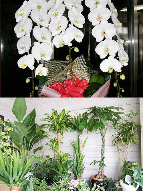 福岡 花屋 胡蝶蘭