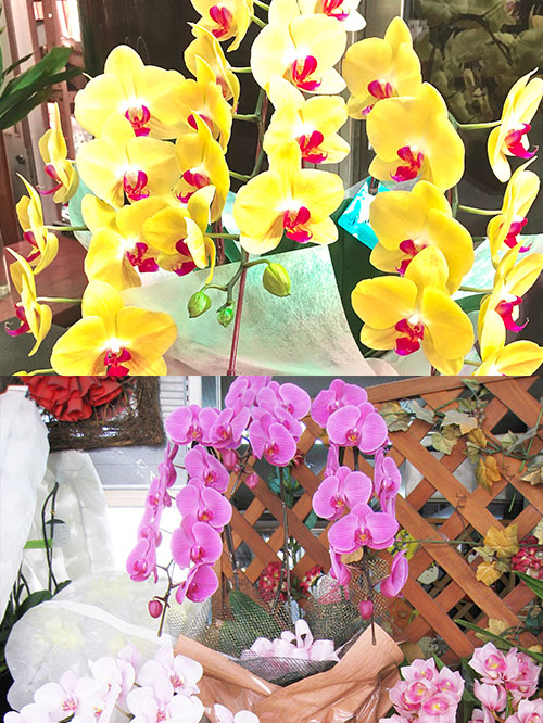 福岡 花屋 胡蝶蘭