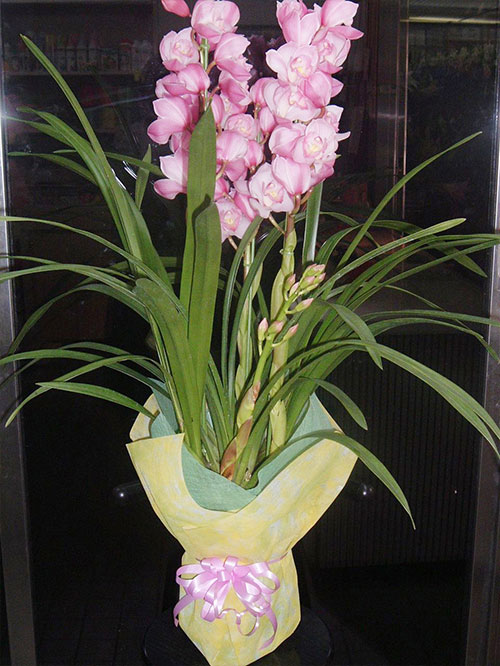 福岡 花屋 シンビジューム