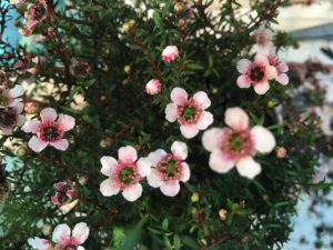 ギョリュウバイ 御祝 花 福岡 花屋 スタンド花 ナーセリーさぬい はスタンド花が得意