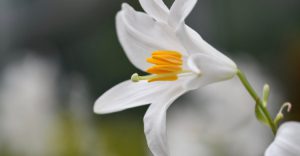 エレガントマドンナ リリー 花 言葉 美しい花の画像